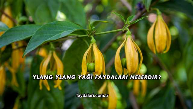 Ylang Ylang Yağı Faydaları Nelerdir?