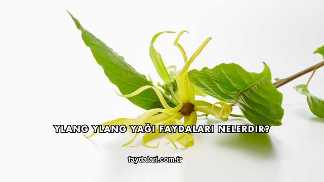 Ylang Ylang Yağı Faydaları Nelerdir?