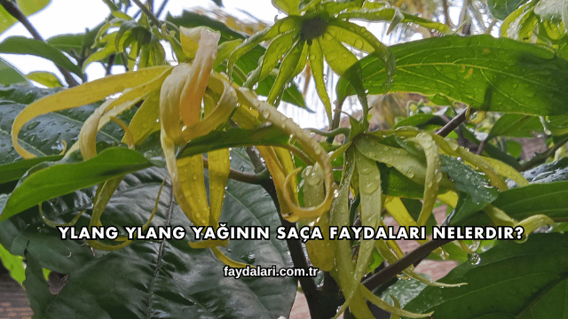 Ylang Ylang Yağının Saça Faydaları Nelerdir?