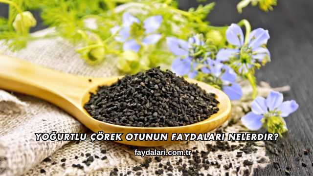 Yoğurtlu Çörek Otunun Faydaları Nelerdir