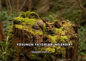 Yosunun Faydaları Nelerdir?