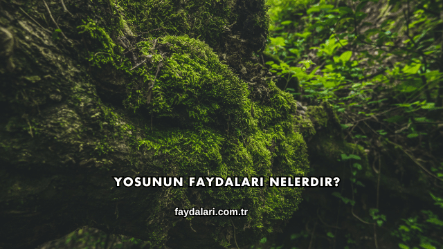 Yosunun Faydaları Nelerdir?