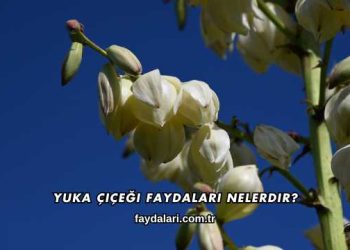 Yuka Çiçeği Faydaları Nelerdir?