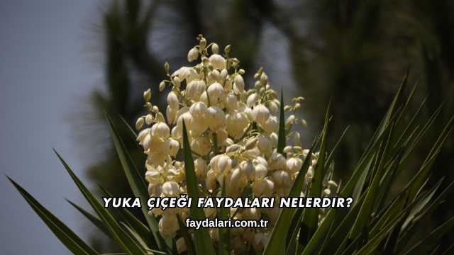 Yuka Çiçeği Faydaları Nelerdir?