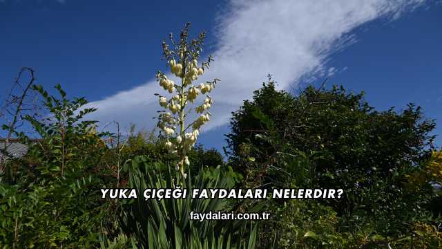 Yuka Çiçeği Faydaları Nelerdir?