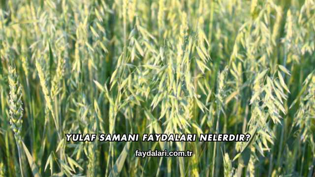 Yulaf Samanı Faydaları Nelerdir?