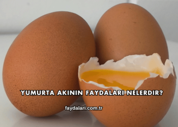 Yumurta Akının Faydaları Nelerdir?