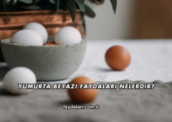 Yumurta Beyazı Faydaları Nelerdir?