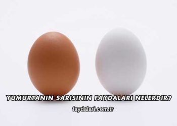 Yumurtanın Sarısının Faydaları Nelerdir?