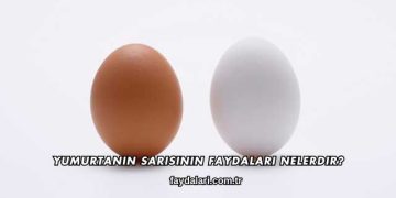Yumurtanın Sarısının Faydaları Nelerdir?