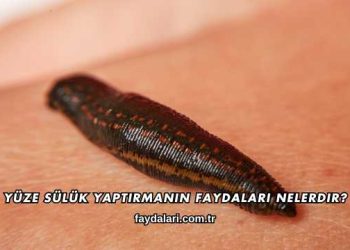Yüze Sülük Yaptırmanın Faydaları Nelerdir?