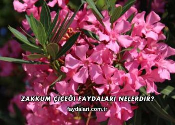 Zakkum Çiçeği Faydaları Nelerdir?