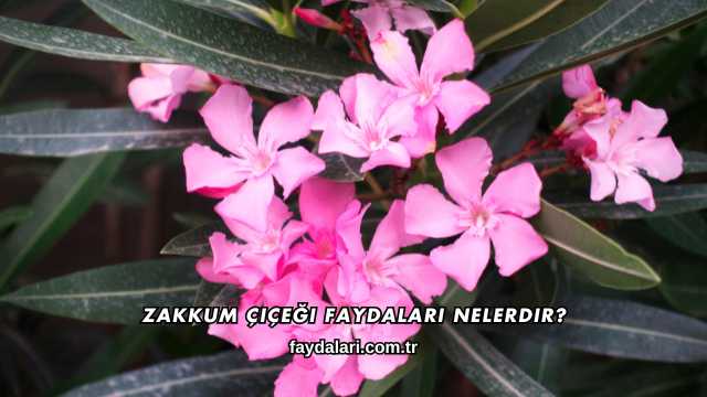 Zakkum Çiçeği Faydaları Nelerdir?