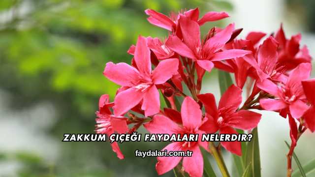 Zakkum Çiçeği Faydaları Nelerdir?