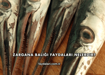 Zargana Balığı Faydaları Nelerdir?