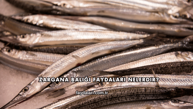 Zargana Balığı Faydaları Nelerdir?