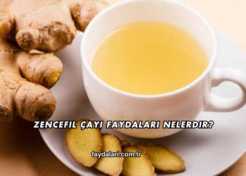 Zencefil Çayı Faydaları Nelerdir?