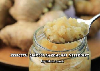 Zencefil Sirkesi Faydaları Nelerdir?