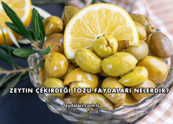 Zeytin Çekirdeği Tozu Faydaları Nelerdir?