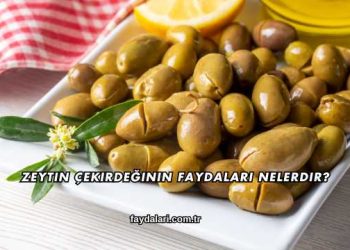 Zeytin Çekirdeğinin Faydaları Nelerdir?