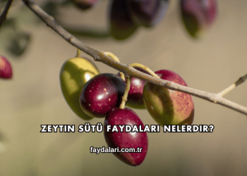 Zeytin Sütü Faydaları Nelerdir?