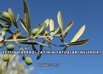 Zeytin Yaprağı Çayının Faydaları Nelerdir?