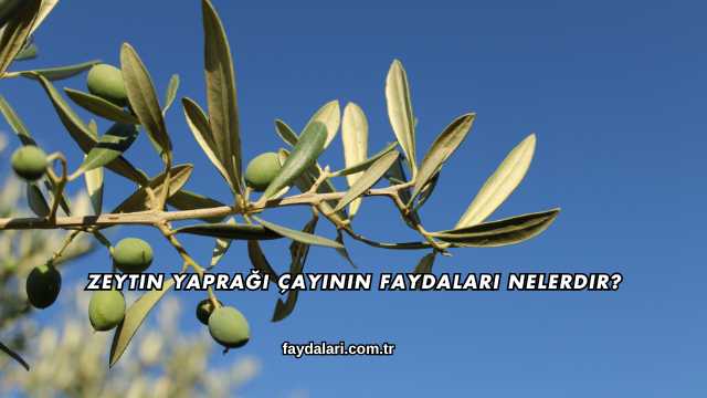 Zeytin Yaprağı Çayının Faydaları Nelerdir?