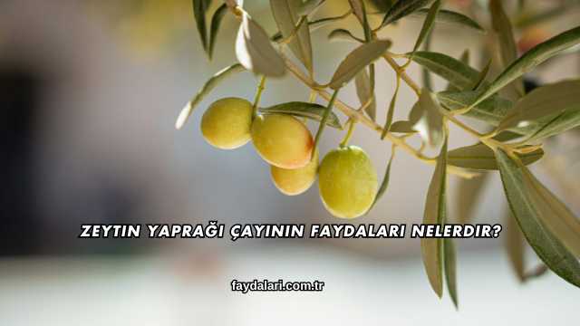 Zeytin Yaprağı Çayının Faydaları Nelerdir?