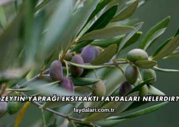 Zeytin Yaprağı Ekstraktı Faydaları Nelerdir?