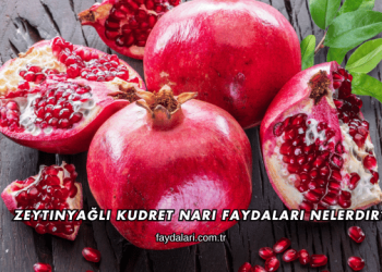 Zeytinyağlı Kudret Narı Faydaları Nelerdir?