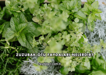 Zuzubak Otu Faydaları Nelerdir?