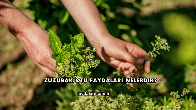 Zuzubak Otu Faydaları Nelerdir?