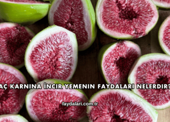 Aç Karnına İncir Yemenin Faydaları Nelerdir?