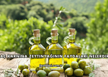 Aç Karnına Zeytinyağının Faydaları Nelerdir?