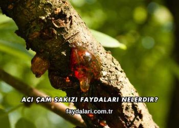 Acı Çam Sakızı Faydaları Nelerdir?