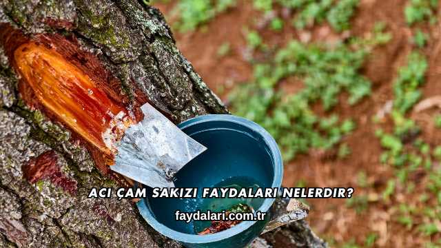 Acı Çam Sakızı Faydaları Nelerdir?