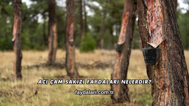 Acı Çam Sakızı Faydaları Nelerdir?