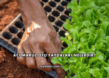 Acı Marul Otu Faydaları Nelerdir?