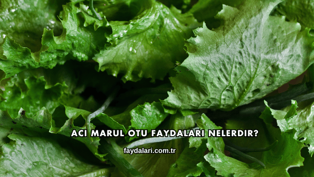 Acı Marul Otu Faydaları Nelerdir?
