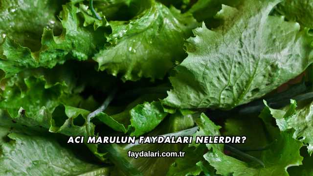 Acı Marulun Faydaları Nelerdir?