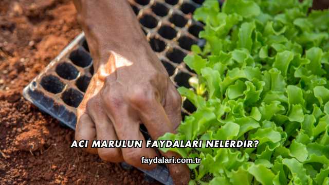 Acı Marulun Faydaları Nelerdir?