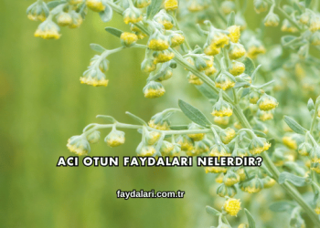Acı Otun Faydaları Nelerdir?
