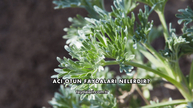 Acı Otun Faydaları Nelerdir?