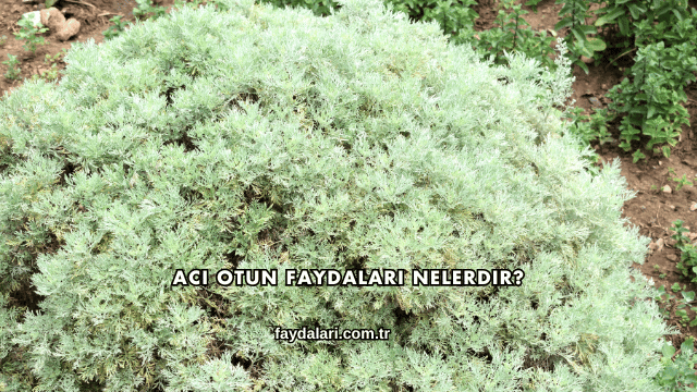 Acı Otun Faydaları Nelerdir?