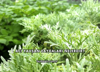 Acı Yavşan Faydaları Nelerdir?