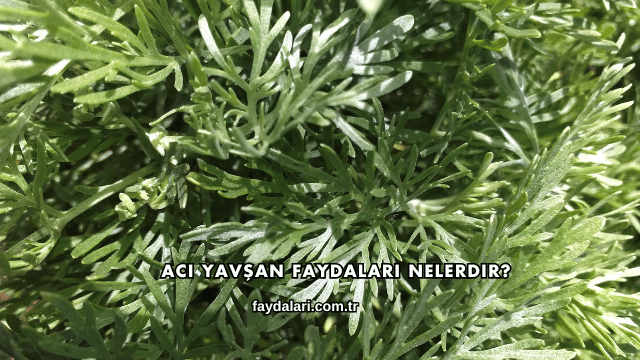 Acı Yavşan Faydaları Nelerdir?