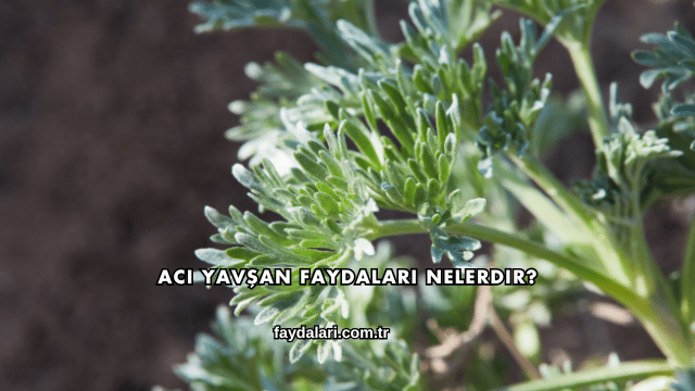 Acı Yavşan Faydaları Nelerdir?