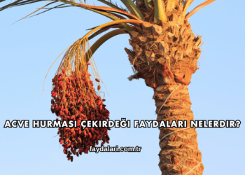 Acve Hurması Çekirdeği Faydaları Nelerdir?
