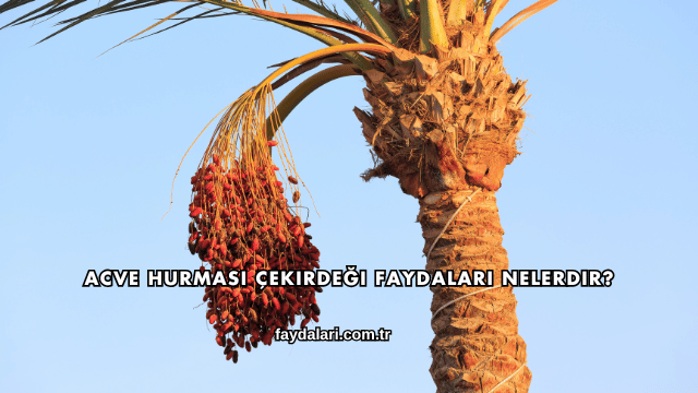 Acve Hurması Çekirdeği Faydaları Nelerdir?