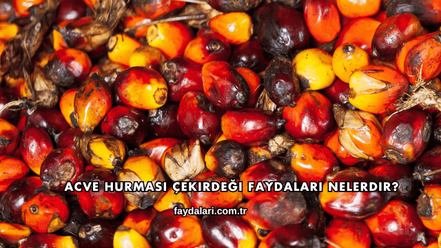 Acve Hurması Çekirdeği Faydaları Nelerdir?